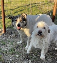 GESA, Hund, Mischlingshund in Rumänien - Bild 10