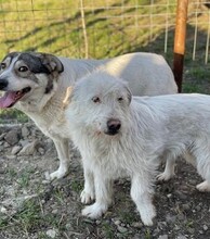 GESA, Hund, Mischlingshund in Rumänien - Bild 3