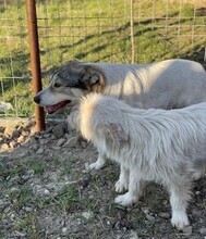 GESA, Hund, Mischlingshund in Rumänien - Bild 4