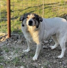 GESA, Hund, Mischlingshund in Rumänien - Bild 7