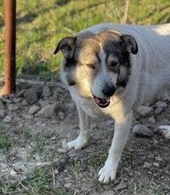 GESA, Hund, Mischlingshund in Rumänien - Bild 8