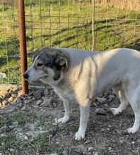 GESA, Hund, Mischlingshund in Rumänien - Bild 9
