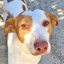 LUNO, Hund, Podenco in Spanien - Bild 1