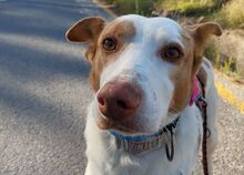 LUNO, Hund, Podenco in Spanien - Bild 2