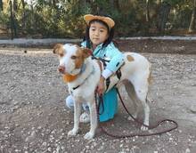 LUNO, Hund, Podenco in Spanien - Bild 3