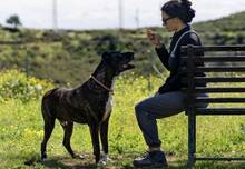 TORETE, Hund, Alano in Spanien - Bild 4