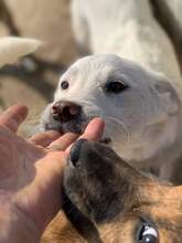 SNUKI, Hund, Mischlingshund in Rumänien - Bild 2