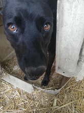 BELLA, Hund, Mischlingshund in Rumänien - Bild 11