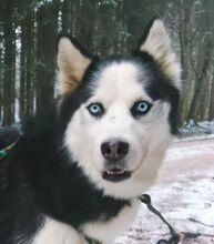 FELIX2, Hund, Siberian Husky in Bartholomä - Bild 1