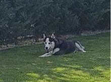 FELIX2, Hund, Siberian Husky in Bartholomä - Bild 10