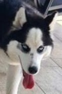 FELIX2, Hund, Siberian Husky in Bartholomä - Bild 14