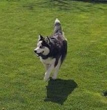 FELIX2, Hund, Siberian Husky in Bartholomä - Bild 15