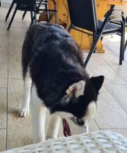 FELIX2, Hund, Siberian Husky in Bartholomä - Bild 16