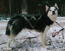 FELIX2, Hund, Siberian Husky in Bartholomä - Bild 2