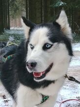 FELIX2, Hund, Siberian Husky in Bartholomä - Bild 3