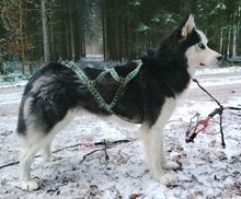 FELIX2, Hund, Siberian Husky in Bartholomä - Bild 4