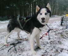 FELIX2, Hund, Siberian Husky in Bartholomä - Bild 5