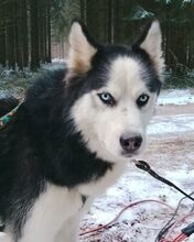 FELIX2, Hund, Siberian Husky in Bartholomä - Bild 6