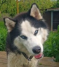 FELIX2, Hund, Siberian Husky in Bartholomä - Bild 9