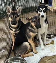 FANNY, Hund, Deutscher Schäferhund-Mix in Rumänien - Bild 3