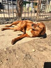 AMIRA, Hund, Mischlingshund in Bulgarien - Bild 10