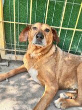 AMIRA, Hund, Mischlingshund in Bulgarien - Bild 11