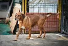 AMIRA, Hund, Mischlingshund in Bulgarien - Bild 12