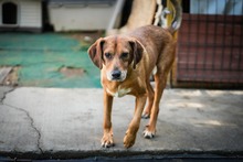 AMIRA, Hund, Mischlingshund in Bulgarien - Bild 13