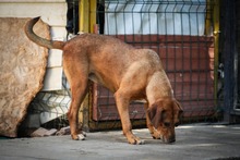 AMIRA, Hund, Mischlingshund in Bulgarien - Bild 14