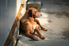 AMIRA, Hund, Mischlingshund in Bulgarien - Bild 2