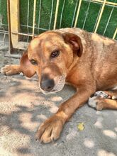 AMIRA, Hund, Mischlingshund in Bulgarien - Bild 5