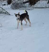 WOLLY, Hund, Mischlingshund in Zwiesel - Bild 2