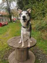 WOLLY, Hund, Mischlingshund in Zwiesel - Bild 4