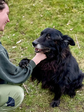 LUCKY, Hund, Border Collie-Mix in Hamburg - Bild 2