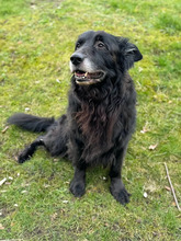 LUCKY, Hund, Border Collie-Mix in Hamburg - Bild 3