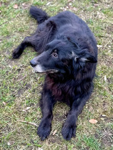 LUCKY, Hund, Border Collie-Mix in Hamburg - Bild 4