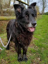 LUCKY, Hund, Border Collie-Mix in Hamburg - Bild 5