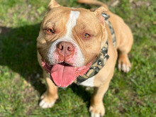 BUDDY, Hund, American Staffordshire Terrier-Mix in Hamburg - Bild 2