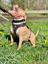 BUDDY, Hund, American Staffordshire Terrier-Mix in Hamburg - Bild 3