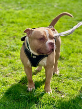 BUDDY, Hund, American Staffordshire Terrier-Mix in Hamburg - Bild 4