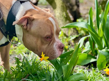 BUDDY, Hund, American Staffordshire Terrier-Mix in Hamburg - Bild 6