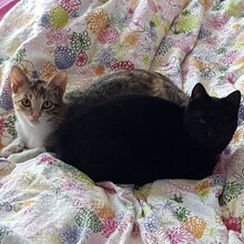 TWIGGY, Katze, Europäisch Kurzhaar in Nürtingen - Bild 3