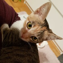 SANA, Katze, Europäisch Kurzhaar in Nürtingen - Bild 4