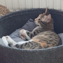 SANA, Katze, Europäisch Kurzhaar in Nürtingen - Bild 5