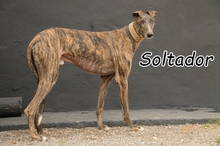 SOLTADOR, Hund, Galgo Español in Spanien