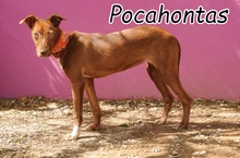 POCAHONTAS, Hund, Mischlingshund in Spanien