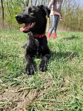 MICHAEL, Hund, Mischlingshund in Ungarn