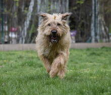 BUNDI, Hund, Mischlingshund in Ungarn - Bild 2