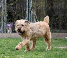 BUNDI, Hund, Mischlingshund in Ungarn - Bild 3