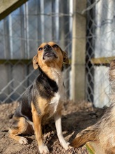 RUBY, Hund, Mischlingshund in Ungarn